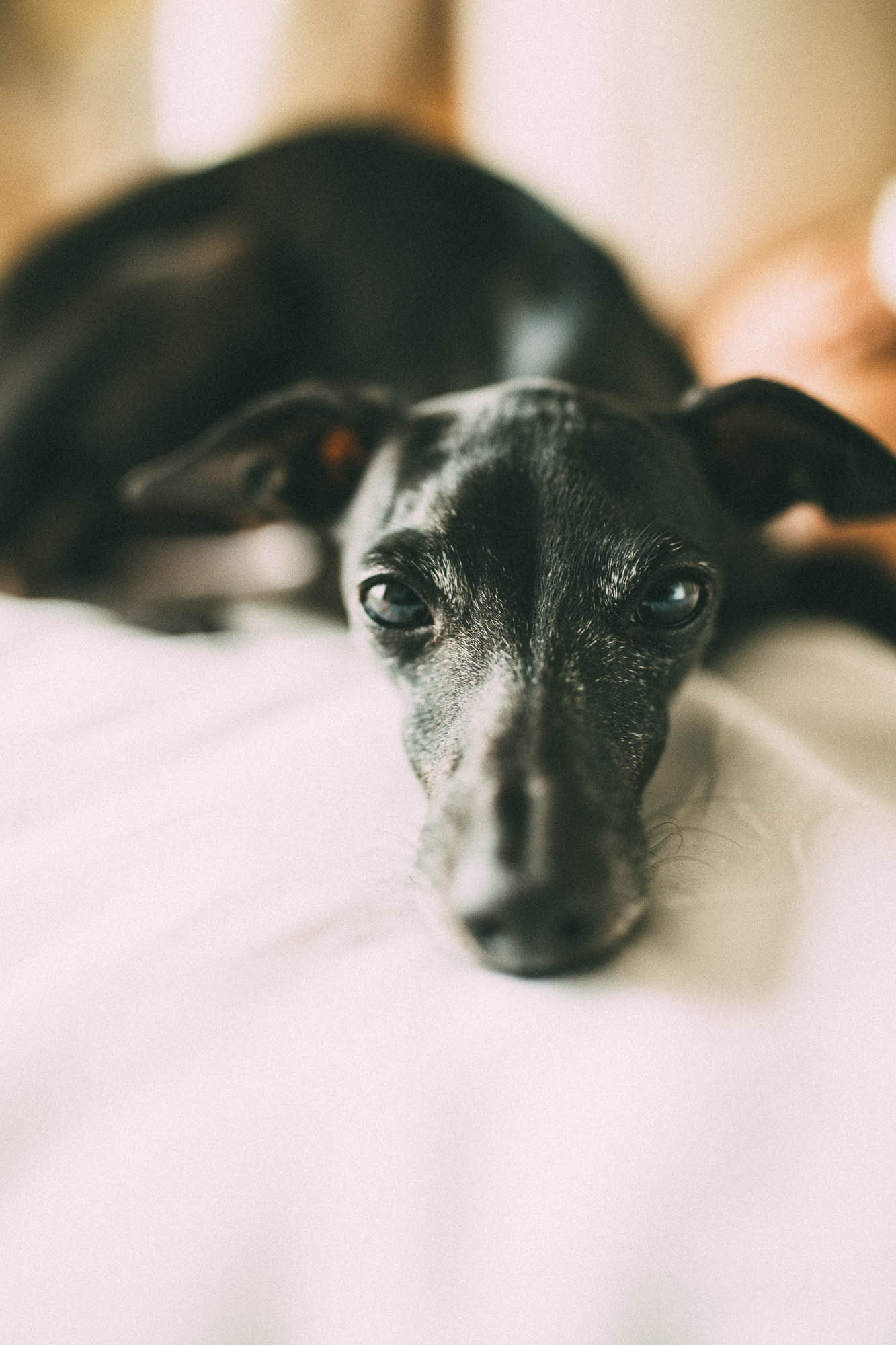 Export x3 1DX26341 Fotoshooting 2020 Zito 3